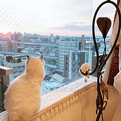 窓と猫の物語2021withYKKAP/ねこが好き/ねこのいる日常/猫/ねことインテリア...などのインテリア実例 - 2021-11-13 10:19:01