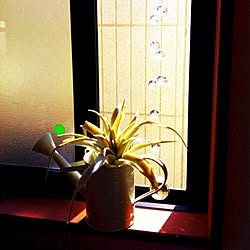 リビング/窓辺/植物のインテリア実例 - 2013-01-28 22:45:41