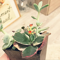 お花/観葉植物のある暮らし/観葉植物/植物/植物のある暮らし...などのインテリア実例 - 2021-02-28 01:16:22