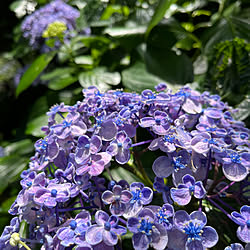 紫陽花/花のある暮らし/紫陽花が好き♡/花のある生活/観葉植物のある暮らし...などのインテリア実例 - 2023-06-13 19:12:05