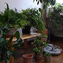 観葉植物に癒やされてます✮/観葉植物/鉢植えガーデン/手作りの風合い/DIY...などのインテリア実例 - 2021-04-18 02:24:18