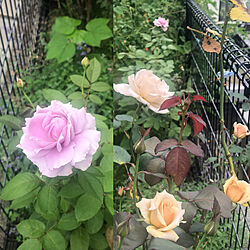 四季咲きバラ/薔薇の記録/ジュリア/ノヴァーリス/薔薇...などのインテリア実例 - 2020-07-29 15:50:57