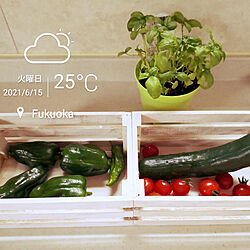 キッチン/梅雨を楽しく/梅雨を乗り切ろう！/家庭菜園のインテリア実例 - 2021-06-15 08:06:48