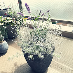 ベランダガーデニング/植物のある暮らし/寄せ植え好き/ラベンダー/プラティーナ...などのインテリア実例 - 2018-06-18 10:13:15