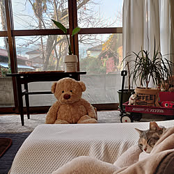 ベッド周り/猫と暮らす家/古い家に住む/築年数46年以上/暮らしを楽しむ...などのインテリア実例 - 2022-11-24 08:02:51