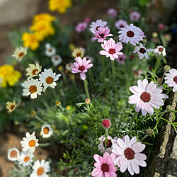 花のある暮らしを楽しむ/お庭/お庭の花/花のある暮らし/お花のある生活❁...などのインテリア実例 - 2022-04-21 21:47:20