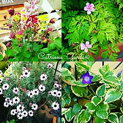 玄関/入り口/アイアン雑貨/small garden/植物/インテリア雑貨...などのインテリア実例 - 2016-04-24 13:29:29