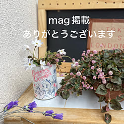 玄関/入り口/リメ缶/団地/ダイソーの袋/mag掲載ありがとうございますのインテリア実例 - 2023-09-18 11:43:05