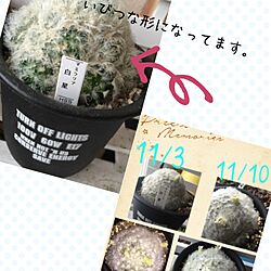 壁/天井/多肉植物のインテリア実例 - 2016-07-13 07:16:25