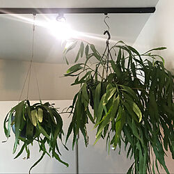 観葉植物/壁/天井のインテリア実例 - 2021-03-07 12:50:11