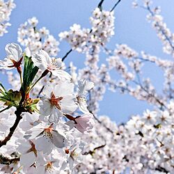 RC北海道支部/お花見の季節です/さくら/フォロー&いいね ありがとうございます♡/一人暮らし...などのインテリア実例 - 2015-04-23 11:40:36