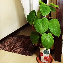 玄関/入り口/日替わり投稿企画!木曜日/植物/ART/ナチュラル...などのインテリア実例 - 2017-07-07 10:28:23