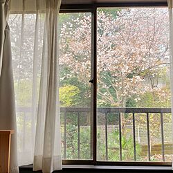 ベッド周り/窓辺/桜のインテリア実例 - 2023-03-29 00:47:40