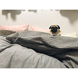 パグ/Instagram:yui____k/無印良品/IKEA/ベッド周りのインテリア実例 - 2021-02-05 16:04:04