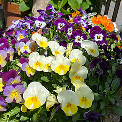 ビオラ/お花のある暮らし/お花のある生活❁/お庭のお花/楽しい時間...などのインテリア実例 - 2022-04-09 14:17:40