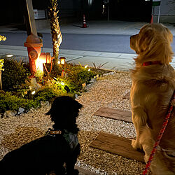 消火栓/ガーデンライト/ミックス犬/犬と暮らす/植物のある暮らし...などのインテリア実例 - 2022-03-29 19:25:15