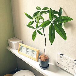 パキラ成長中/トイレの棚/カメラマーク消し/植物のある暮らし/30坪以下...などのインテリア実例 - 2021-06-07 07:37:56