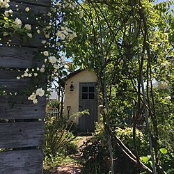 ベッド周り/植物/ガーデン/ジャンク/DIY小屋...などのインテリア実例 - 2016-04-20 11:26:35
