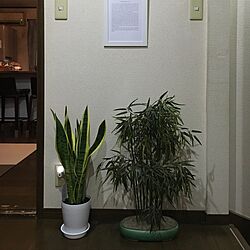玄関/入り口/盆栽のインテリア実例 - 2016-08-24 20:58:44