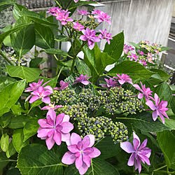 多肉植物/こけだま/花のある暮らし/にわのある暮らし/観葉植物...などのインテリア実例 - 2021-05-31 00:22:08