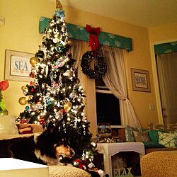 部屋全体/クリスマス/犬と暮らす/ハワイライフ/クリスマスツリー...などのインテリア実例 - 2015-11-26 20:36:35