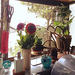 キッチン/窓際のグリーン/アボガド水栽培/植物のある暮らしのインテリア実例 - 2016-07-05 11:43:19