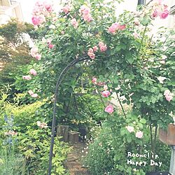 玄関/入り口/ガーデニング/薔薇のアーチ/植物のインテリア実例 - 2016-05-27 06:49:27