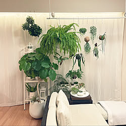 観葉植物/グリーンインテリア/ベランダガーデニング/多肉植物寄せ植え/IKEA ガーデニング...などのインテリア実例 - 2022-11-05 17:51:50