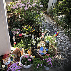 花色々/春の花/寄せ植え/パンジーとビオラ/ピンク...などのインテリア実例 - 2021-04-07 14:42:44