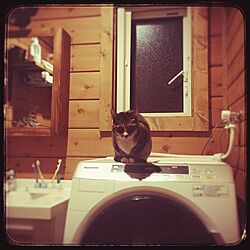 バス/トイレ/インテリアじゃなくてすみません/猫と暮らす/洗濯機のインテリア実例 - 2017-03-25 22:17:02