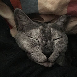 猫/ねこと暮らす/ベッド周りのインテリア実例 - 2019-11-06 01:26:49