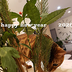 A HAPPY NEW YEAR/猫とインテリア/花のある暮らし/ねこと暮らす。/ねこと暮らす...などのインテリア実例 - 2020-01-01 00:30:32