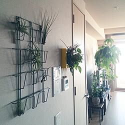 壁/天井/観葉植物/エアプランツのインテリア実例 - 2014-12-18 14:45:12