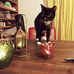 机/くつした猫/テーブル/ねこ/猫...などのインテリア実例 - 2016-01-24 13:30:20