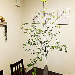 観葉植物/グリーン/salut!/観葉植物のある部屋/ドウダンツツジ...などのインテリア実例 - 2022-06-23 12:18:55