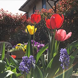 玄関/入り口/ムスカリ/チューリップ/庭の花のインテリア実例 - 2017-04-12 18:06:03