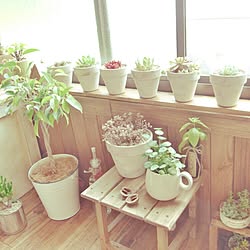 棚/観葉植物/多肉植物/NO GREEN NO LIFE/3COINS...などのインテリア実例 - 2015-04-07 19:08:05