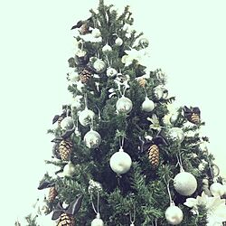 リビング/ニトリ/クリスマスツリーのインテリア実例 - 2013-11-12 20:13:36