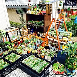 玄関/入り口/IG:doooi.75/NO GREEN NO LIFE/植物/多肉...などのインテリア実例 - 2015-07-11 19:39:03