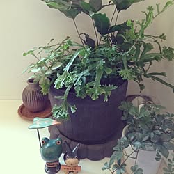 棚/植物/観葉植物/雑貨のインテリア実例 - 2014-05-23 13:04:24