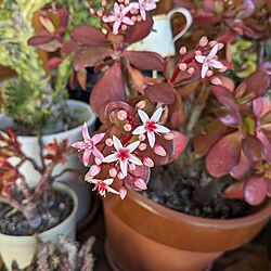 玄関/入り口/かねのなる木/玄関の花/季節の花/季節を楽しむ...などのインテリア実例 - 2024-02-19 06:47:08