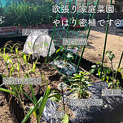 お花のある暮らし/手作り花壇/建売住宅/植物のある暮らし/花壇DIY...などのインテリア実例 - 2021-05-08 01:43:17