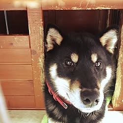 玄関/入り口/犬小屋/柴犬のインテリア実例 - 2015-12-09 15:27:48