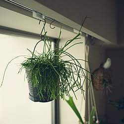 壁/天井/植物/観葉植物/多肉植物/サボテン...などのインテリア実例 - 2015-04-02 01:12:56