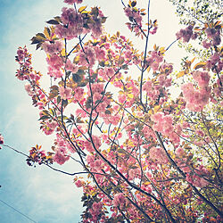 玄関/入り口/借景の八重桜/お庭で過ごす時間が楽しい/みどりのある暮らしのインテリア実例 - 2019-04-19 07:34:07