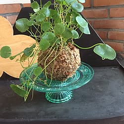 リビング/苔玉/ハンドメイド/観葉植物/雑貨...などのインテリア実例 - 2016-07-30 09:14:52