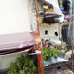 棚/多肉植物/観葉植物/ベランダ/DIY...などのインテリア実例 - 2014-12-06 15:05:23