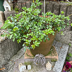 薔薇大好き/ミニ薔薇のある暮らし/ミニバラ❤︎/暮らしの一コマ/花のある暮らし...などのインテリア実例 - 2023-03-21 14:12:32