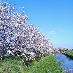 散歩/桜/川のインテリア実例 - 2020-04-24 09:16:18