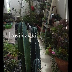部屋全体/ジャンクガーデン/blogやってます。/tanikzuki/サボテンと多肉植物...などのインテリア実例 - 2014-06-18 10:14:37